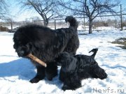 Превью фото № 118046