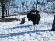 Превью фото № 118047