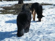 Превью фото № 118048