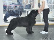 Превью фото № 118077