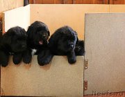 Превью фото № 118086