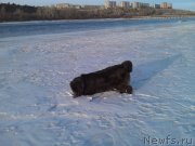 Превью фото № 118135