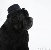 Превью фото № 118140