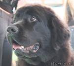 Превью фото № 11815