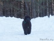 Превью фото № 118182