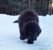 Превью фото № 118183