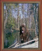 Превью фото № 118192