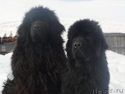 Превью фото № 118209