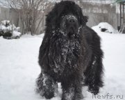 Превью фото № 118211