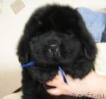 Превью фото № 11829