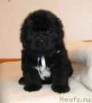 Превью фото № 11836