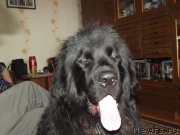 Превью фото № 118378