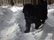 Превью фото № 118388