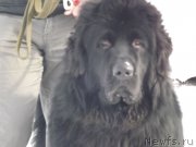 Превью фото № 118395