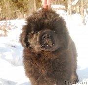 Превью фото № 118397