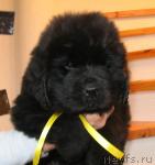 Превью фото № 11841