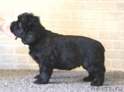 Превью фото № 118410