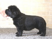 Превью фото № 118415