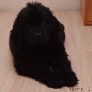 Превью фото № 118423