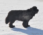 Превью фото № 118427