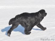 Превью фото № 118431