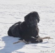 Превью фото № 118433