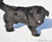 Превью фото № 118436