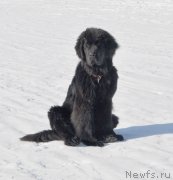 Превью фото № 118442