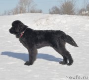 Превью фото № 118443