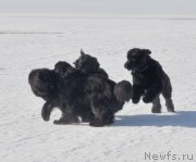 Превью фото № 118448