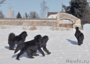 Превью фото № 118449