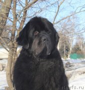 Превью фото № 118451