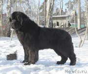 Превью фото № 118453