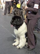 Превью фото № 118476