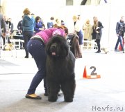 Превью фото № 118526