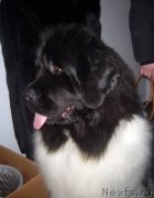 Превью фото № 118533