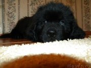 Превью фото № 118590