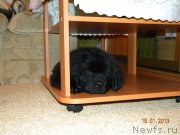 Превью фото № 118591