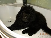 Превью фото № 118602