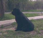 Превью фото № 11861