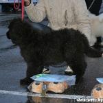 Превью фото № 11862