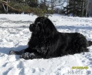 Превью фото № 118684