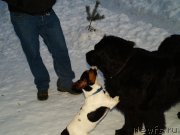 Превью фото № 118849