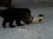 Превью фото № 118850