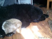 Превью фото № 118855