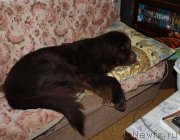 Превью фото № 118888