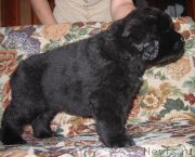 Превью фото № 118890