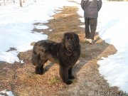 Превью фото № 118916