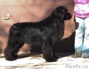 Превью фото № 118951