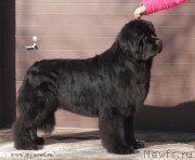 Превью фото № 118952